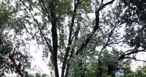 Alertă de vreme periculoasă. Pompierii intervin în Pitești și Ștefănești.