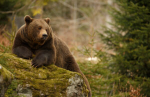 Ce faci dacă te intâlnești cu URSUL? 10 sfaturi vitale!
