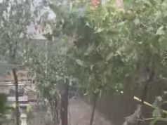 Rupere de nori în Argeș. Copaci căzuți, pagube în gospodăriile oamenilor