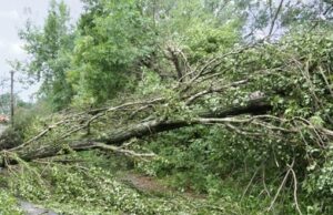 VIDEO. Fenomene METEO periculoase. Drumul de acces spre Stâna lui Burnei- Nucșoara, ÎNCHIS. Aluviuni, copaci căzuți și drum forestier avariat