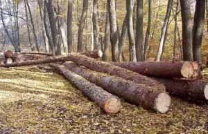 Au fost surprinși când tăiau și transportau arbori ilegal. S-a întocmit dosar penal