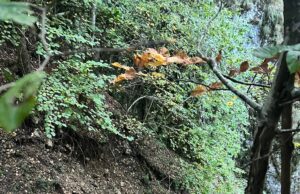 VIDEO. O femeie și un bărbat au fost salvați după ce s-au aventurat într-o zonă abruptă din Sătic. Intervenție Salvamont