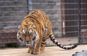 Tragedie la Grădina Zoologică Pitești: atac letal al unui tigru asupra unui angajat!