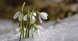 Prognoza meteo pe o lună: răcire considerabilă a vremii, temperaturi cu mult sub normalul perioadei. Cum va fi vremea de Mărțișor