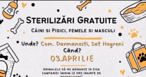 Campanie de sterilizare gratuită pentru câini și pisici în Comuna Dârmănești