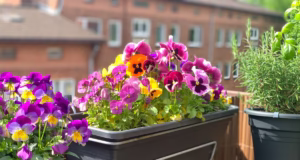 Amendă de 1.500 de lei pentru românii care au flori pe balcon! Situațiile în care pot face și închisoare