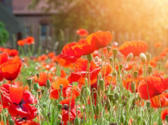 Cum va fi vremea în următoarele două săptămâni. Prognoza meteo pentru perioada 23 iunie – 6 iulie, pe regiuni