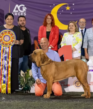 Cea de-a doua ediție a Moonlight Dog Show, desfășurată la Bradu, a fost un real succes!