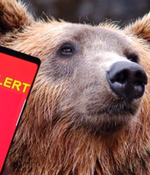 Urs observat în comuna Lerești! Alertă Ro-Alert
