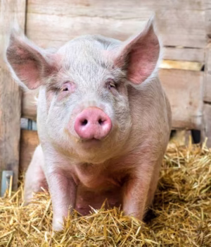 Ce se schimbă în legislația care îi vizează pe crescătorii de porci și păsări