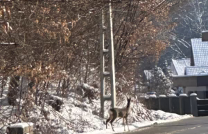 Căderile masive de zăpadă nu au creat probleme la Bascov. Starea drumurilor este una foarte bună.