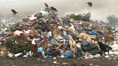 Pitești: intervenție fermă pentru eliminarea unui focar de infecție