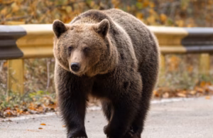Alertă de urs la Dârmănești! Locuitorii au primit mesaj RO-ALERT