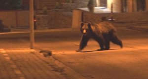 AVERTISMENT! Urs prezent în comuna Bradu