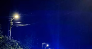 Echipaje ale Poliției Locale, patrulă în Bradu, în zona unde urșii și-au făcut apariția
