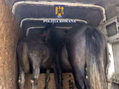 Trei bărbați din Dâmbovița, reținuți după ce au furat doi cai din Argeș.