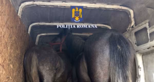 Trei bărbați din Dâmbovița, reținuți după ce au furat doi cai din Argeș.