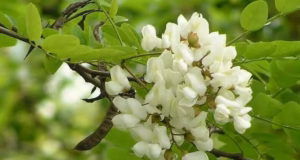 Război pe florile de salcâm, într-un sat din Hunedoara. Primăria a interzis accesul cu stupi