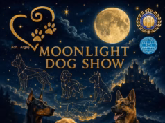 Seară specială la Bradu! Moonlight Dog Show, evenimentul iubitorilor de animale!