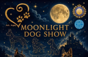 Seară specială la Bradu! Moonlight Dog Show, evenimentul iubitorilor de animale!