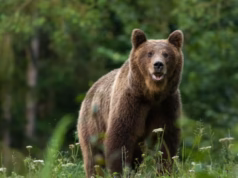 ALERTĂ la Bascov! Prezența unui urs a fost semnalată în zona Rotărești