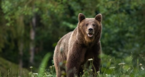 ALERTĂ la Bascov! Prezența unui urs a fost semnalată în zona Rotărești