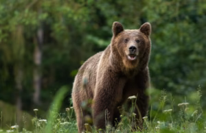 Cioban din Argeș, atacat de urs în timp ce încerca să-și salveze oile. Salvamontiștii au ajuns la el după două ore