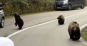 Argeș: Amenzi de peste 100.000 de lei aplicate turiștilor care au hrănit urșii pe Transfăgărășan