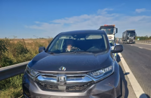 Accident pe A1: un autoturism a lovit un porc. Trei persoane se aflau în mașină